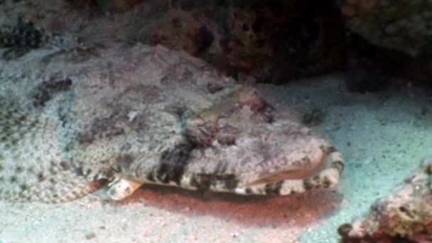 Tropická Krokodýlí ryby pod vodou Rudého moře. — Stock video