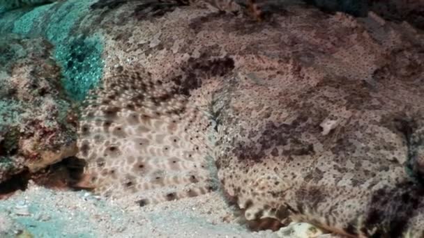 Crocodile fish carpet flathead close-up underwater Red sea. — Stock Video