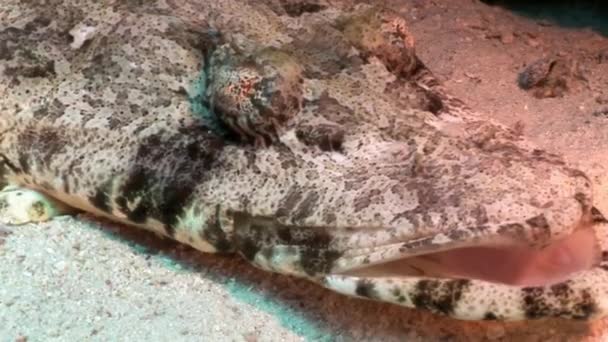 Pesce coccodrillo tropicale sott'acqua Mar Rosso . — Video Stock