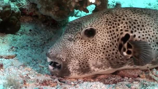 Toothy giant blåsfisk Arothron stellatus under vattnet av Shaab Sharm. — Stockvideo