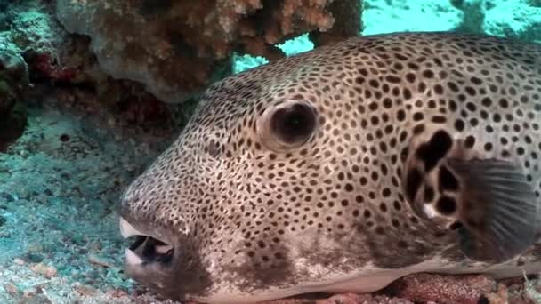 Toothy giant puffer fish Arothron stellatus underwater of Shaab Sharm. — Stock Video