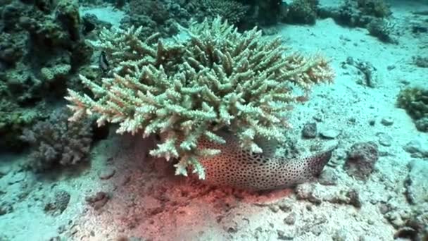 Underwater relax video about marine nature in pure transparent of Red sea. — Stock Video