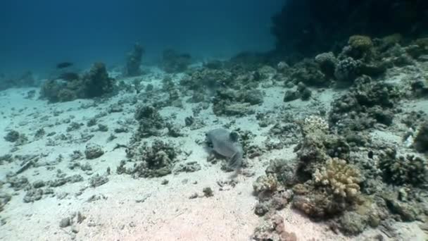 Poisson-globe géant denteux Arothron stellatus sous-marin de Shaab Sharm . — Video