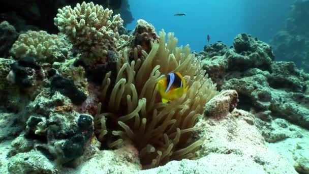 Clown vis Amphiprion bicinctus in Stichodactylidae Magnificent anemone. — Stockvideo