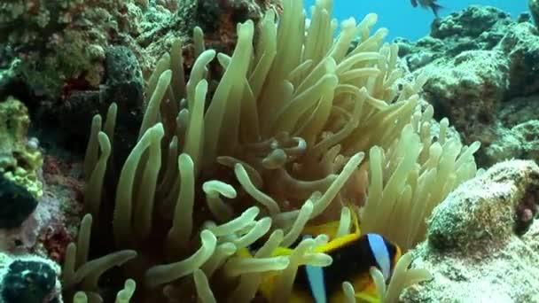 Clown fish Amphiprion bicinctus in Stichodactylidae Magnificent anemone. — Stock Video