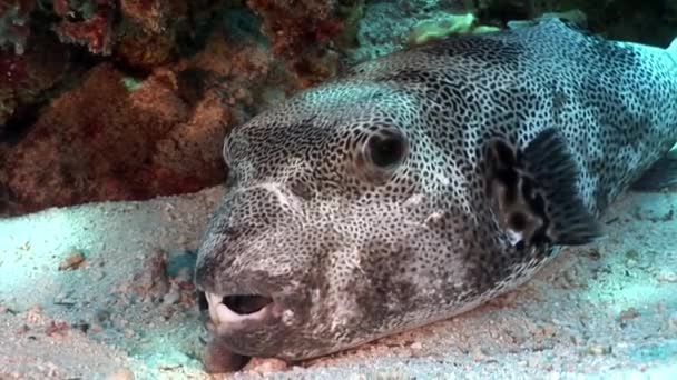 Giant puffer fish Arothron stellatus Tetraodontidae underwater of Shaab Sharm. — Stock Video