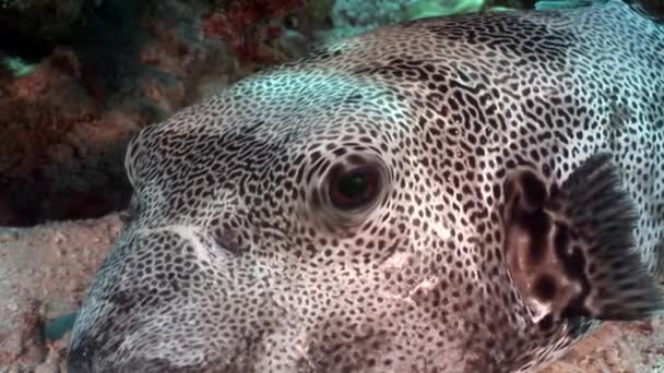 Giant puffer fish Arothron stellatus Tetraodontidae underwater of Shaab Sharm. — Stock Video