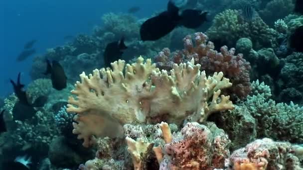 Skola av fish underwater Red sea. — Stockvideo