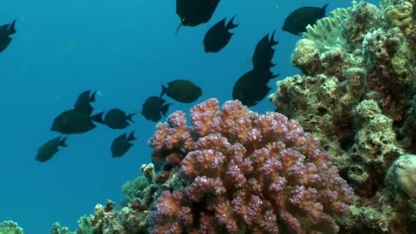 Skola av fish underwater Red sea. — Stockvideo