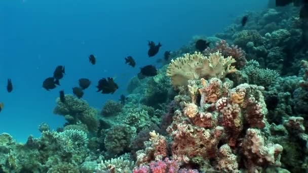 Iskolai hal víz alatti Vörös-tenger. — Stock videók