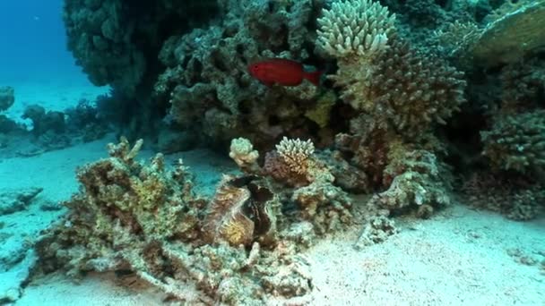 红海厚地幔多层 Tridacna Scuamose 巨蛤. — 图库视频影像