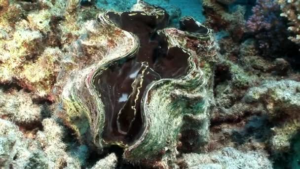 Многослойная тридакна Скуамосский гигантский моллюск с тяжелой мантией в Красном море . — стоковое видео
