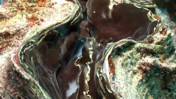 Amêijoa gigante Tridacna Scuamose multicamada com manto pesado no mar Vermelho . — Vídeo de Stock