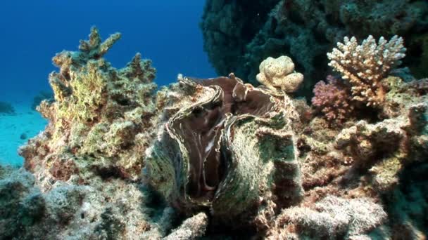 Vícevrstvé Tridacna Scuamose obří škeble s hustým rostlinným pláštěm v Rudém moři. — Stock video