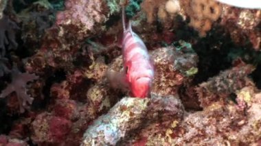 Mercan sualtı deniz parlak kırmızı çizgili balık.