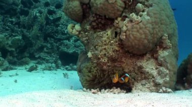 Palyaço balık Anemone Actinidae sualtı Red Sea'deki/daki.