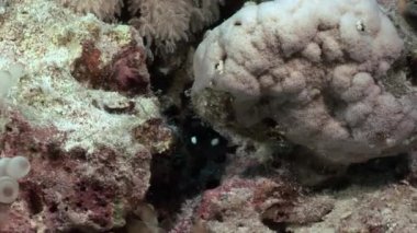 Sualtı mercan kırmızı deniz hakkında video sakin ol.