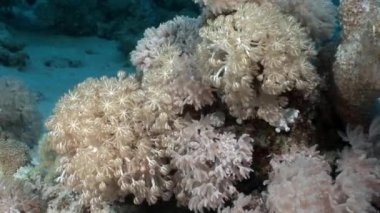 Sualtı mercan kırmızı deniz hakkında video sakin ol.