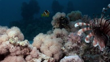 Zehirli balık ortak lionfish Pterois volitans Kızıl Deniz altındaki çizgili.