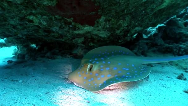 Bluespotted stingray Taeniura Lummou schovává pod korály pod vodou Rudého moře. — Stock video