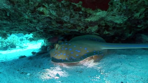 Bluespotted stingray Taeniura Lumma hiding under coral underwater Red sea. — Stock Video