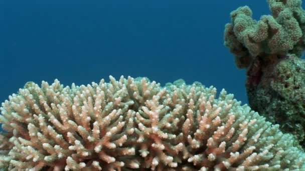 Subaquático relaxar vídeo sobre recife de coral de Mar Vermelho . — Vídeo de Stock