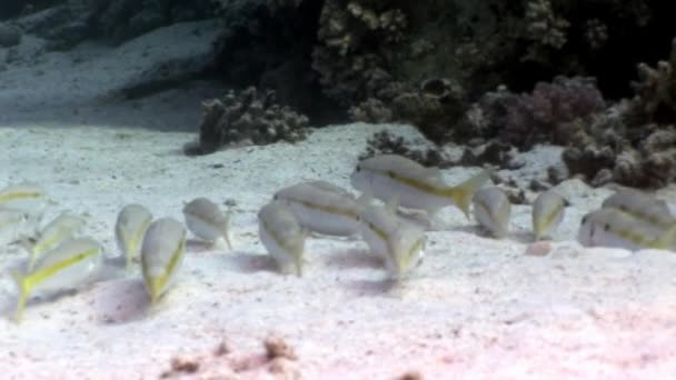 Škola Yellowstripe Goatfish Mulloides Flavolineatus ryb pod vodou Rudého moře. — Stock video