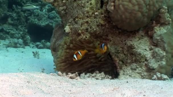 Payaso peces bajo el agua Mar Rojo . — Vídeo de stock