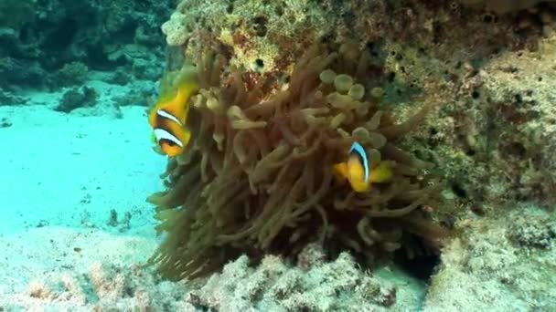 Kabarcık Anemone Actinidae sualtı Red Sea'deki/daki palyaço balık. — Stok video