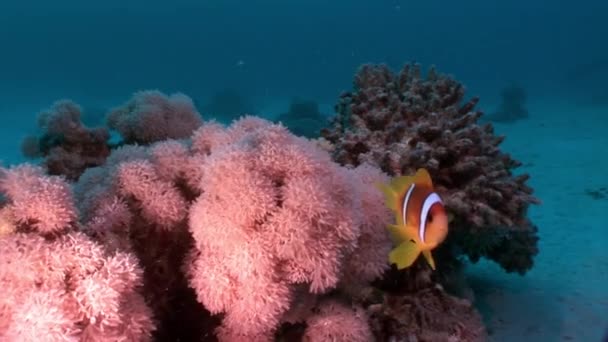 Subaquático relaxar vídeo sobre recife de coral de Mar Vermelho . — Vídeo de Stock