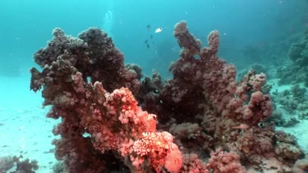 Coral bajo el agua del Mar Rojo . — Vídeos de Stock