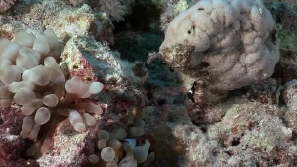 Subaquático relaxar vídeo sobre recife de coral de Mar Vermelho . — Vídeo de Stock