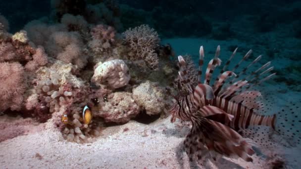 Prokládané jedovatá ryba Perutýn žoldnéř Pterois volitans na dně Rudého moře. — Stock video