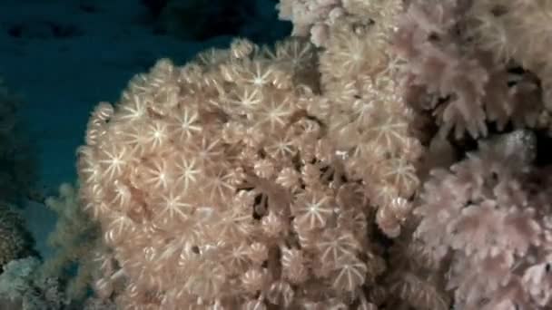 Underwater relax video about coral reef of Red sea. — Stock Video