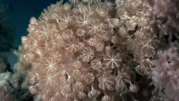 Unterwasser-Relax-Video über das Korallenriff des Roten Meeres. — Stockvideo