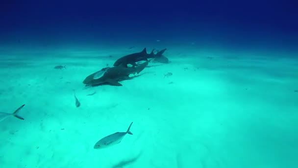 Boğa köpekbalığı ve dalgıç kaplan Beach Bahamalar kumları üzerinde. — Stok video