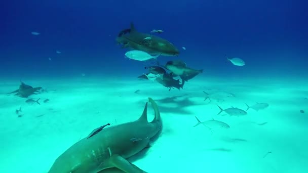 Skupina Bull Shark pod vodou na písku Bahamy Tiger Beach. — Stock video