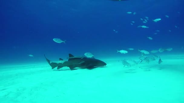 Stor Bull Shark med dykare under vattnet på sandbotten Tiger Beach Bahamas. — Stockvideo