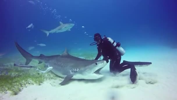 Tubarão Bull com mergulhadores subaquáticos na areia de Tiger Beach Bahamas . — Vídeo de Stock