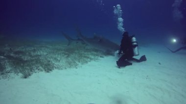 Dalgıç Boğa köpekbalığı sualtı kaplan Beach Bahamalar kumlu altındaki eğitiyor.