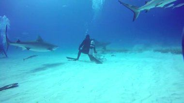 Boğa köpekbalığı sualtı kaplan Beach Bahamalar kumlu dibinde besleme.