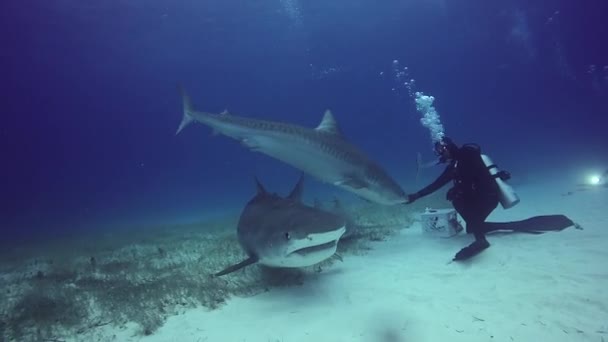 Buceo con tiburón bajo el agua en el fondo arenoso de Tiger Beach Bahamas . — Vídeos de Stock