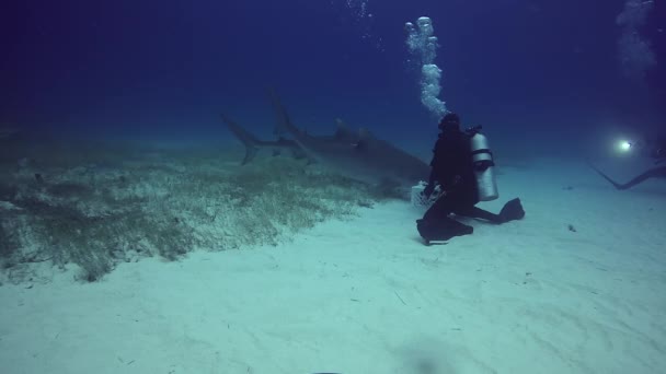 ダイバーを飼いならすタイガー ビーチ バハマの砂底の水中でのメジロザメ属のサメ. — ストック動画