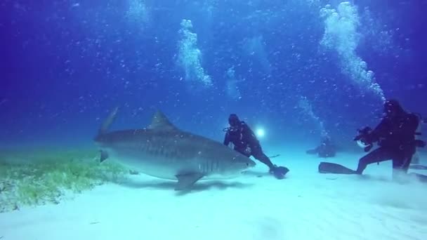 鲨鱼服从潜水员在大西洋海底潜水. — 图库视频影像