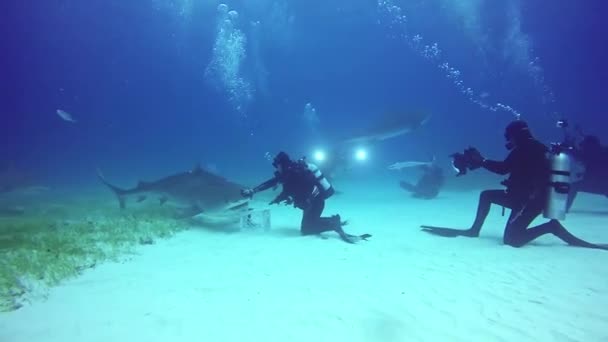 Buzo controla tiburón bajo el agua en fondo arenoso de Tiger Beach Bahamas . — Vídeo de stock