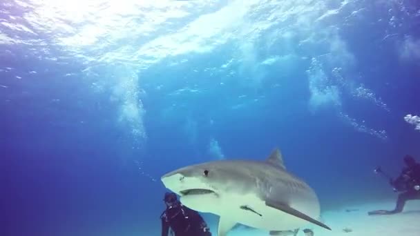 Tiburón Toro Grande con buceadores bajo el agua en el fondo arenoso de Tiger Beach Bahamas . — Vídeos de Stock