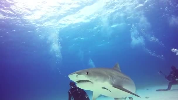 Big Bull Shark met divers onderwater op zanderige bodem van Tiger strand Bahama 's. — Stockvideo