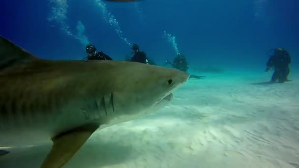 Дайвер приручает акула-бик під водою на Піщане дно пляжу тигр Багами. — стокове відео