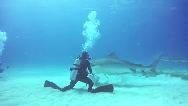 Tiburones buceando bajo el agua en el fondo arenoso de Tiger Beach . — Vídeos de Stock