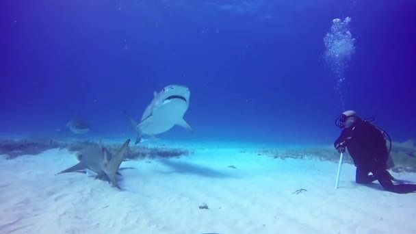 Big Bull Tiburón boca cerca de buzos bajo el agua . — Vídeos de Stock